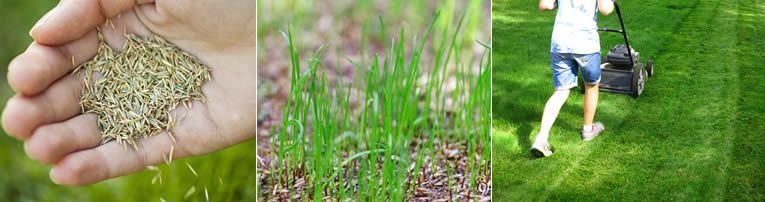 Waarop letten bij het zaaien van gras